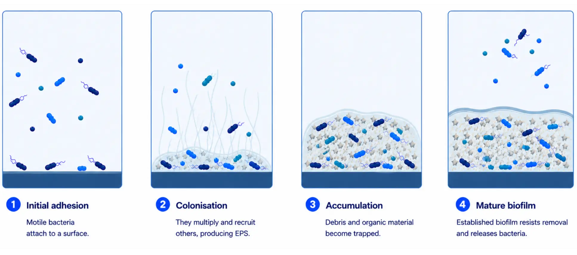 How biofilm forms